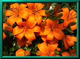 mays_greenhouse047002.jpg