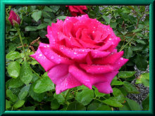 mays_greenhouse061002.jpg
