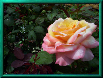 mays_greenhouse061005.jpg