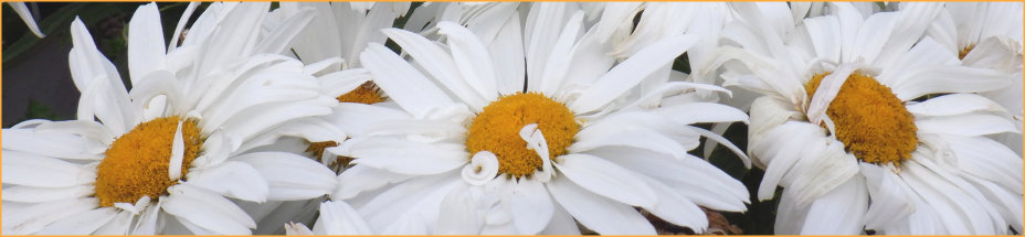 mays_greenhouse097001.jpg